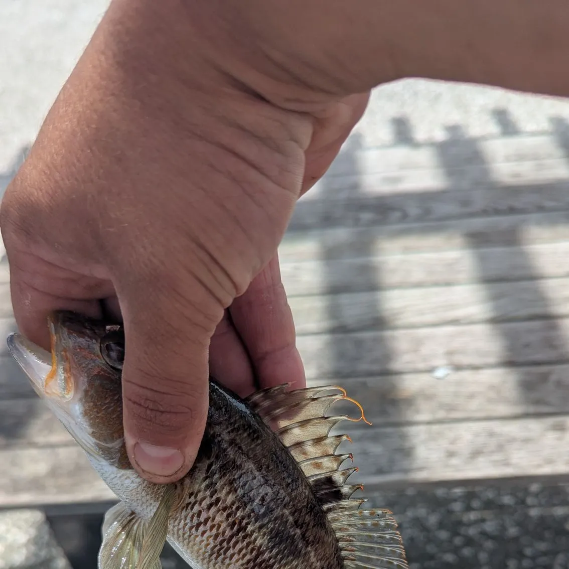 The most recent Rock sea bass catches on Fishbrain