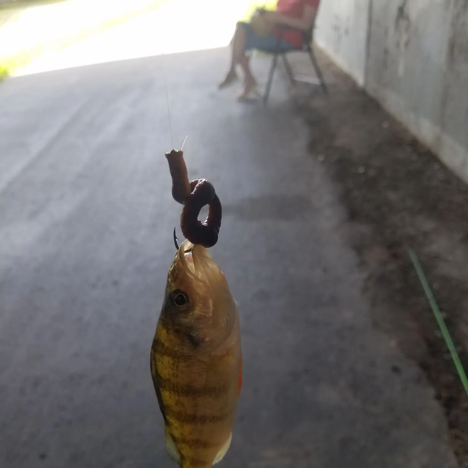 Yellow perch caught on Fishbrain