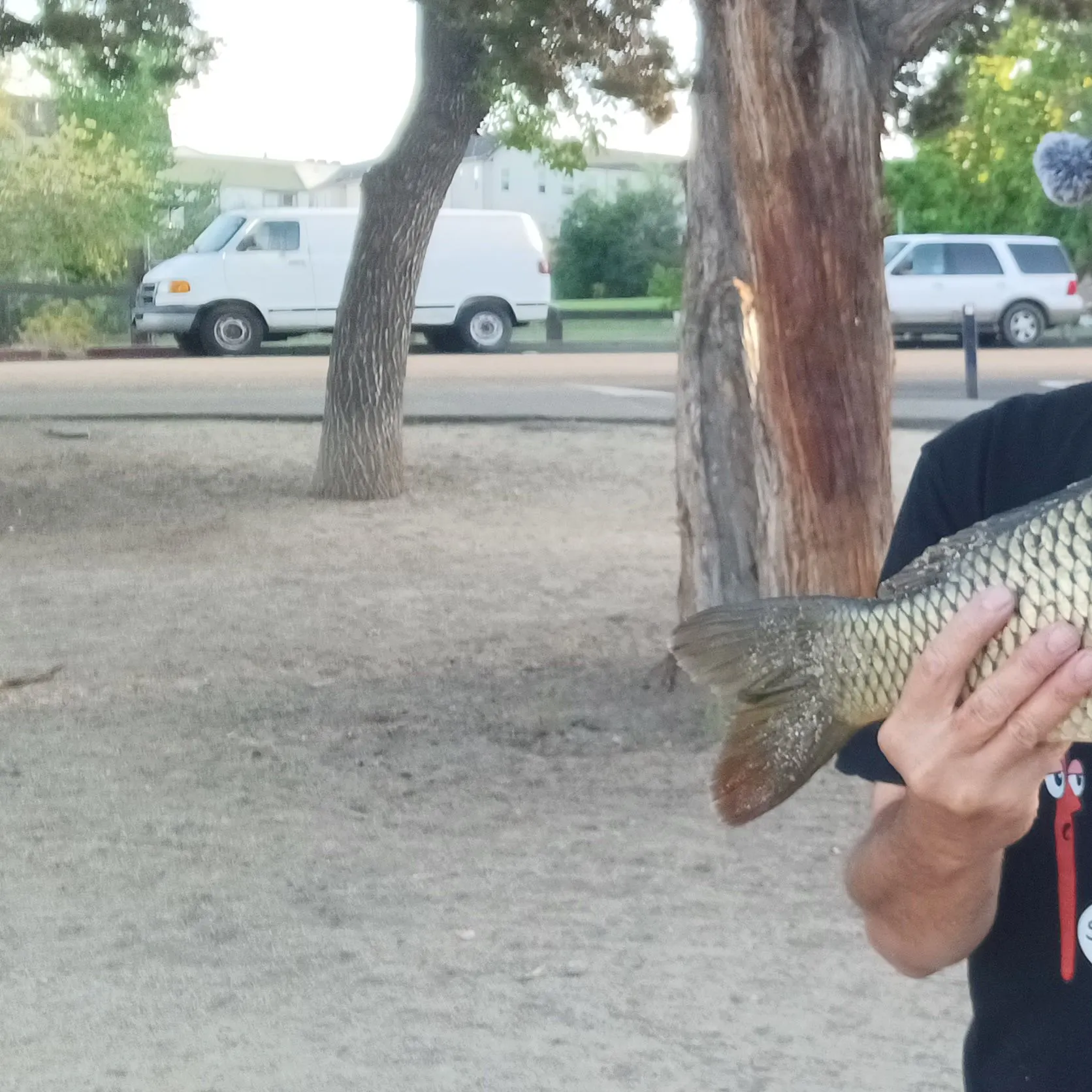 Common carp caught on Fishbrain