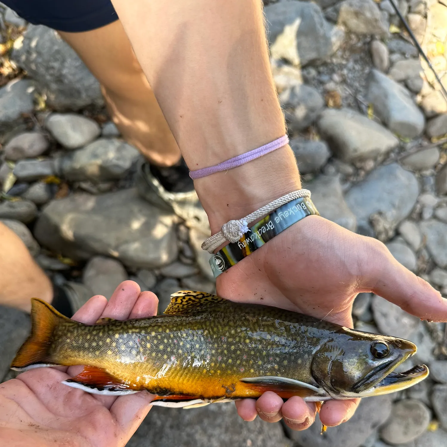The most recent Brook trout catches on Fishbrain