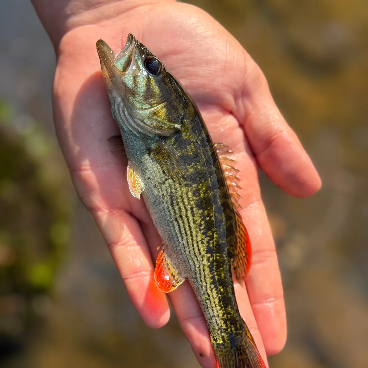 The most recent Chattahoochee bass catches on Fishbrain