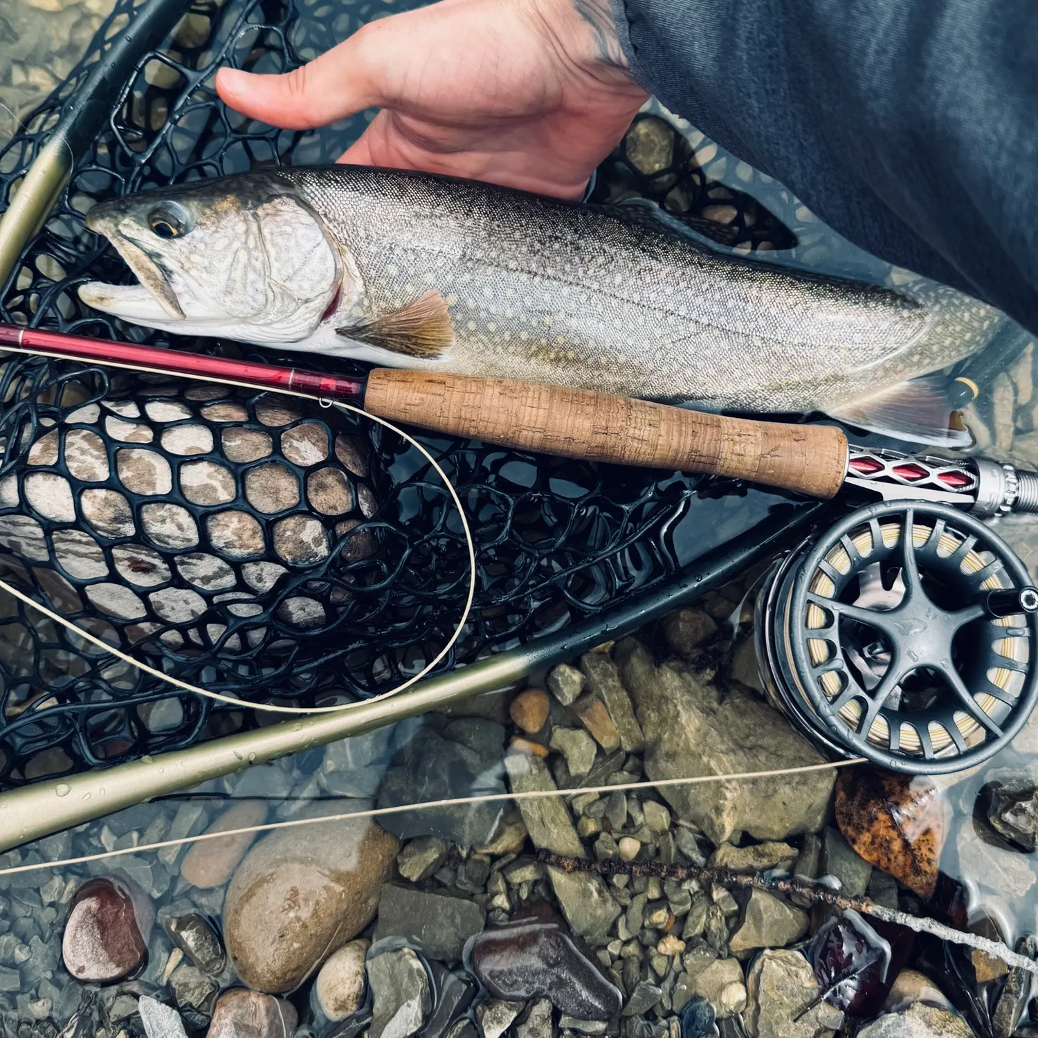 The most popular recent Splake catch on Fishbrain