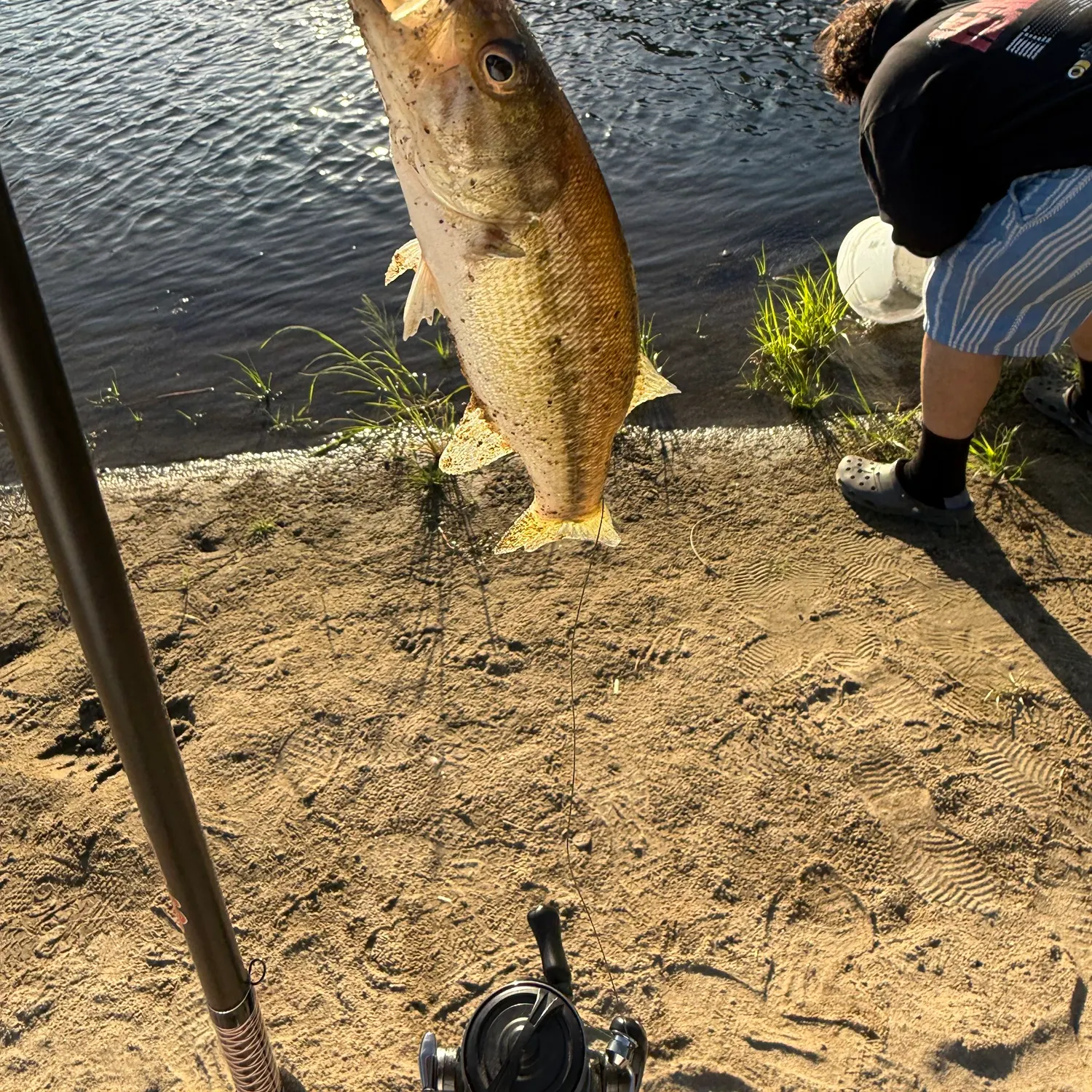 Largemouth bass caught on Fishbrain