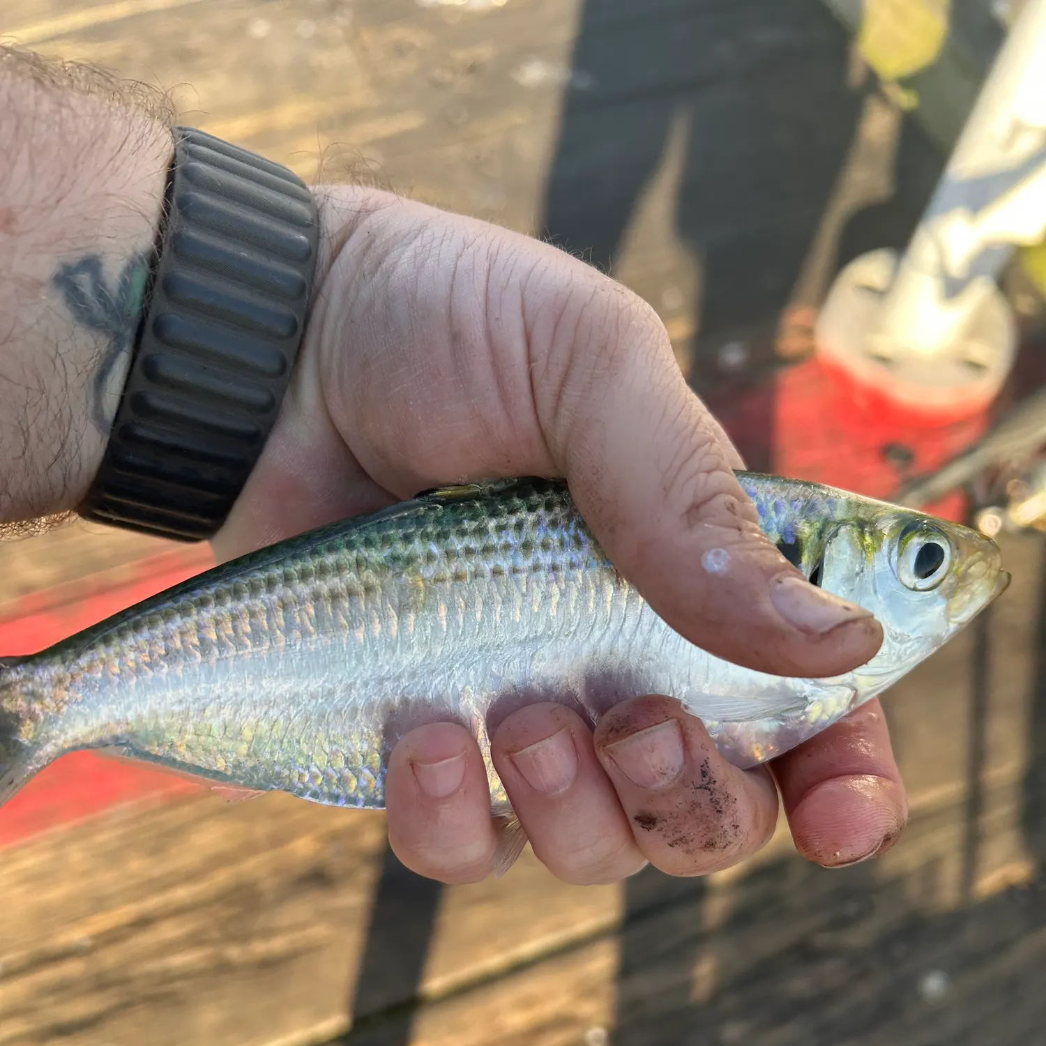 The most recent Atlantic thread herring catches on Fishbrain
