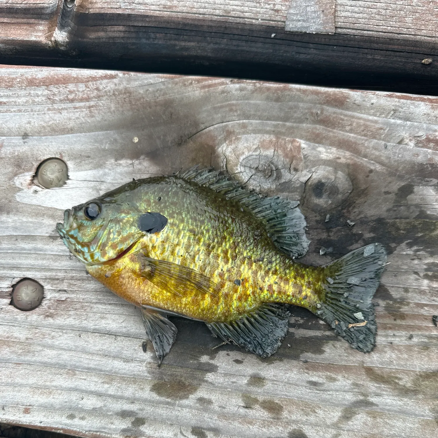 recently logged catches