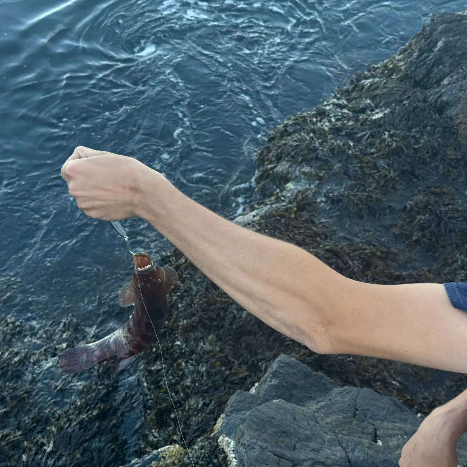Cunner caught on Fishbrain