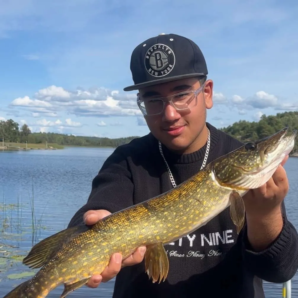 Northern pike caught on Fishbrain