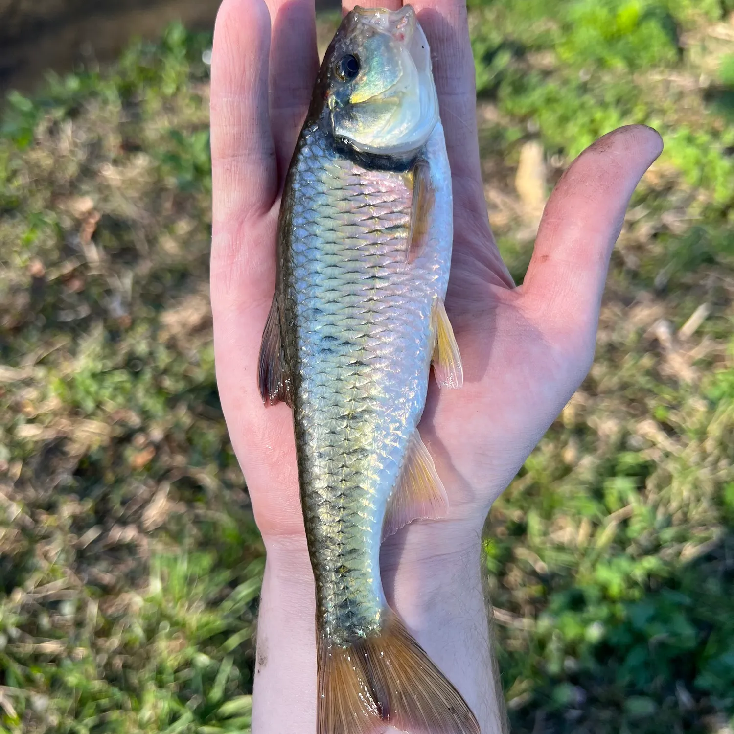 The most recent Striped shiner catches on Fishbrain