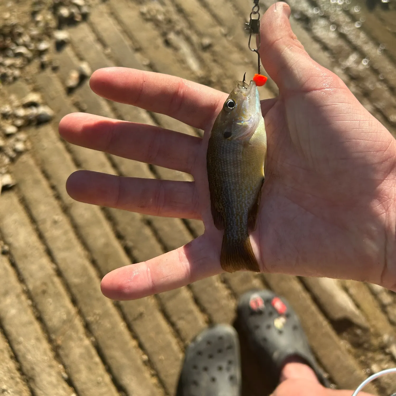 Green sunfish caught on Fishbrain
