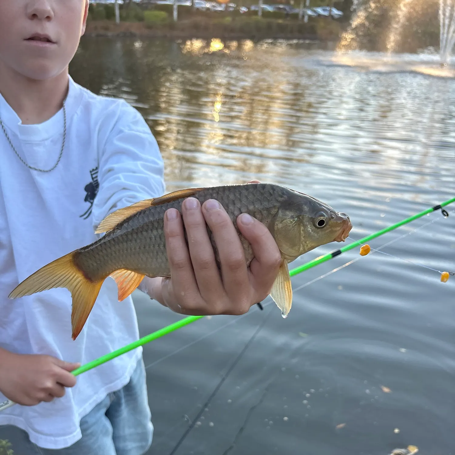 Common carp caught on Fishbrain