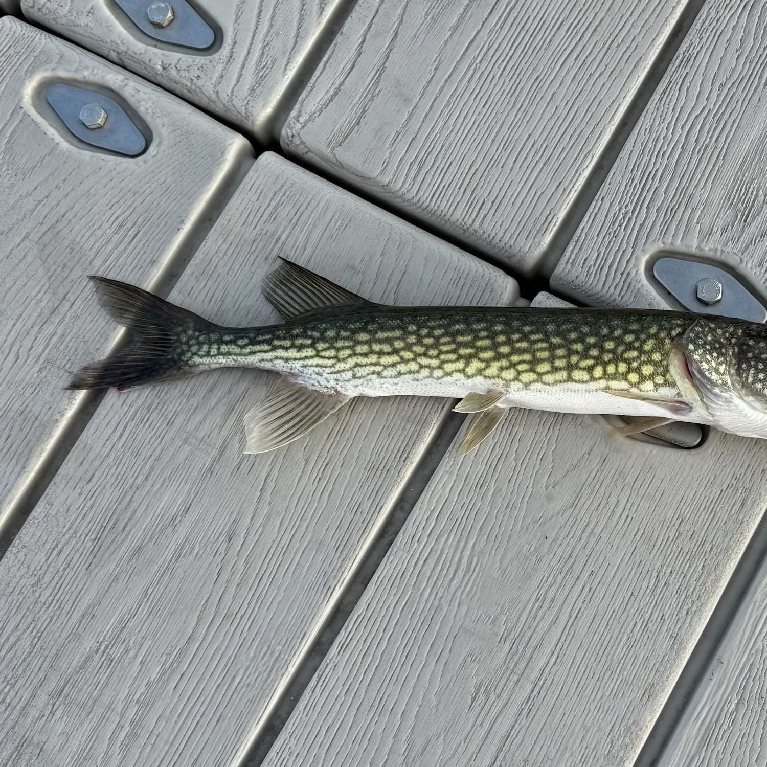 Chain pickerel caught on Fishbrain