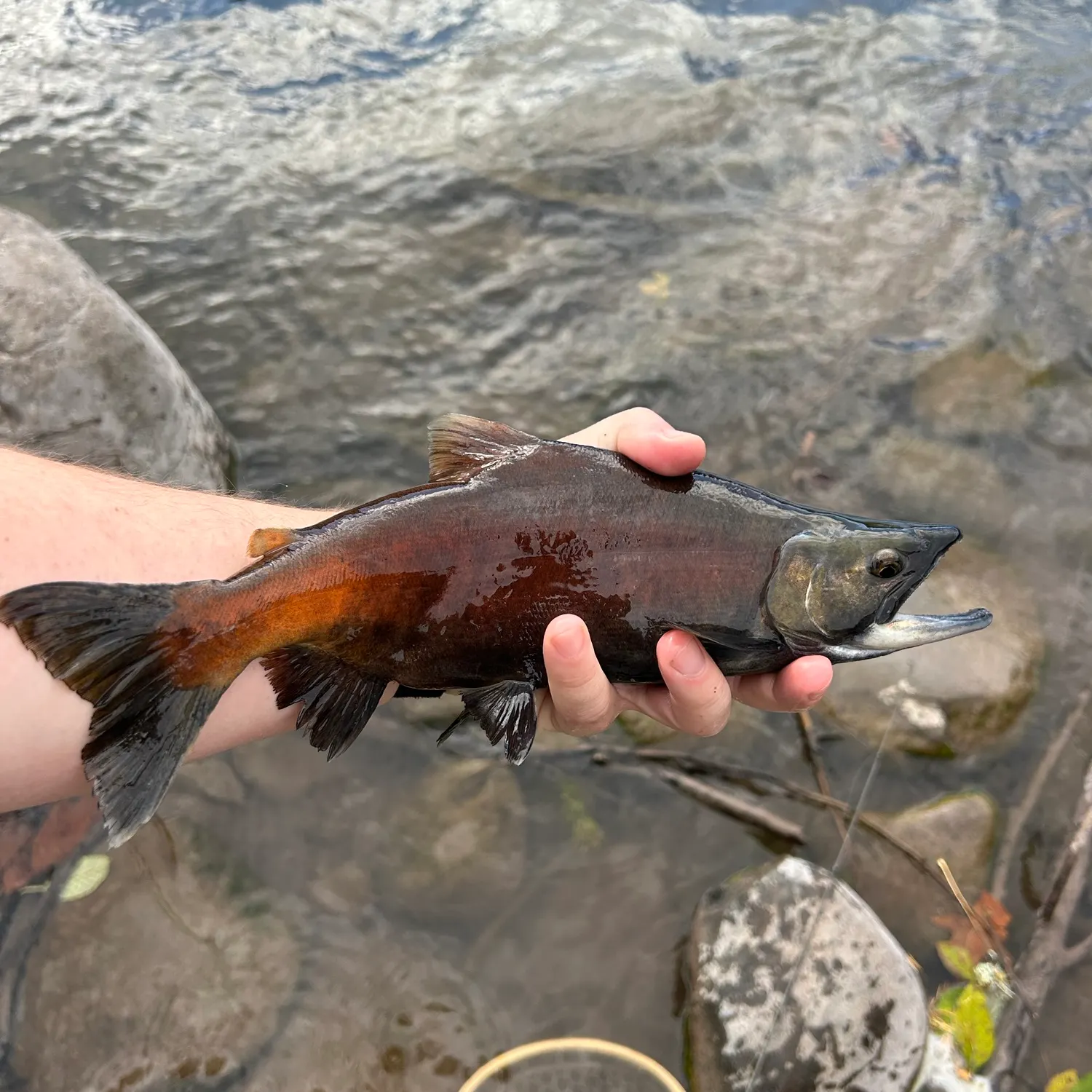 Kokanee salmon caught on Fishbrain