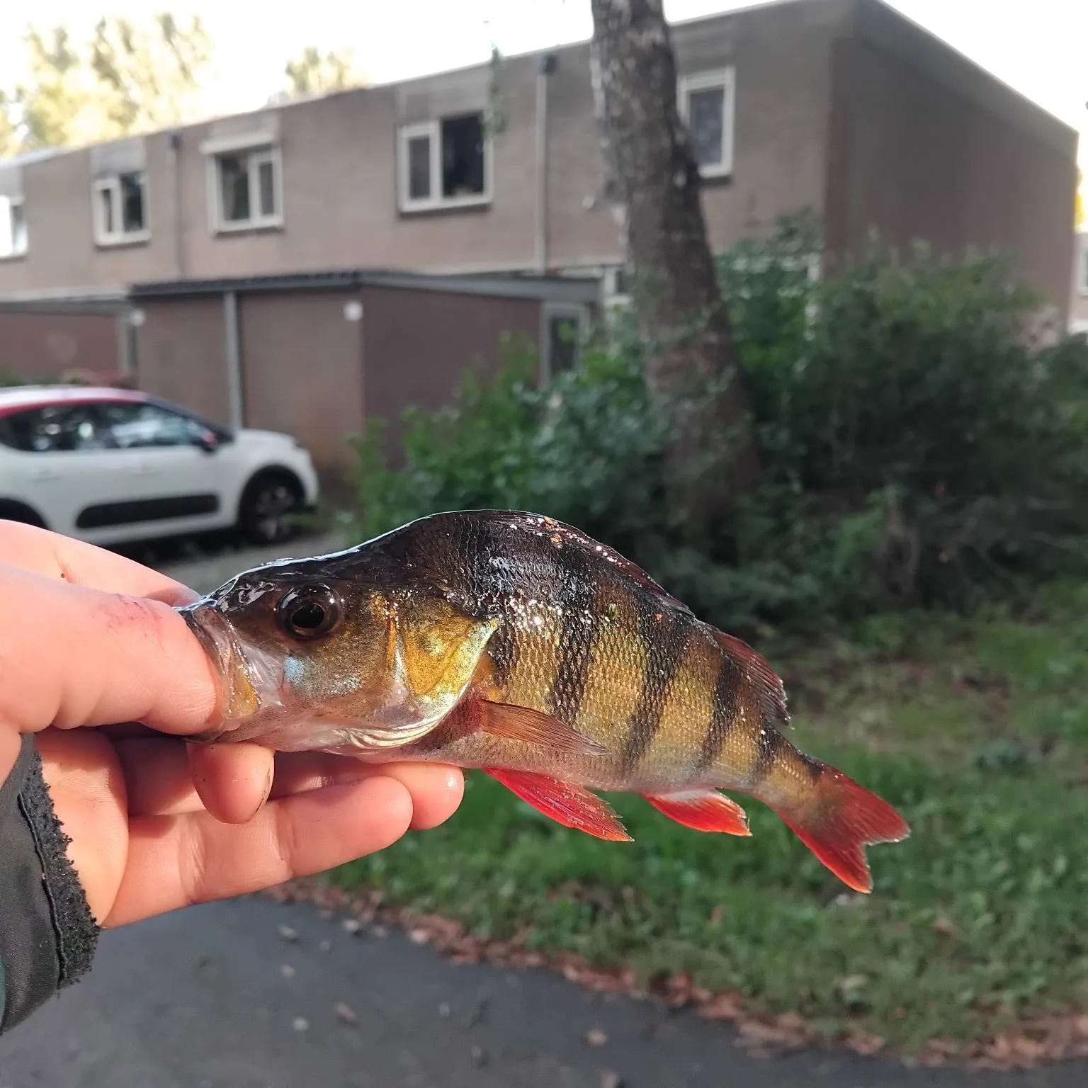 European perch caught on Fishbrain