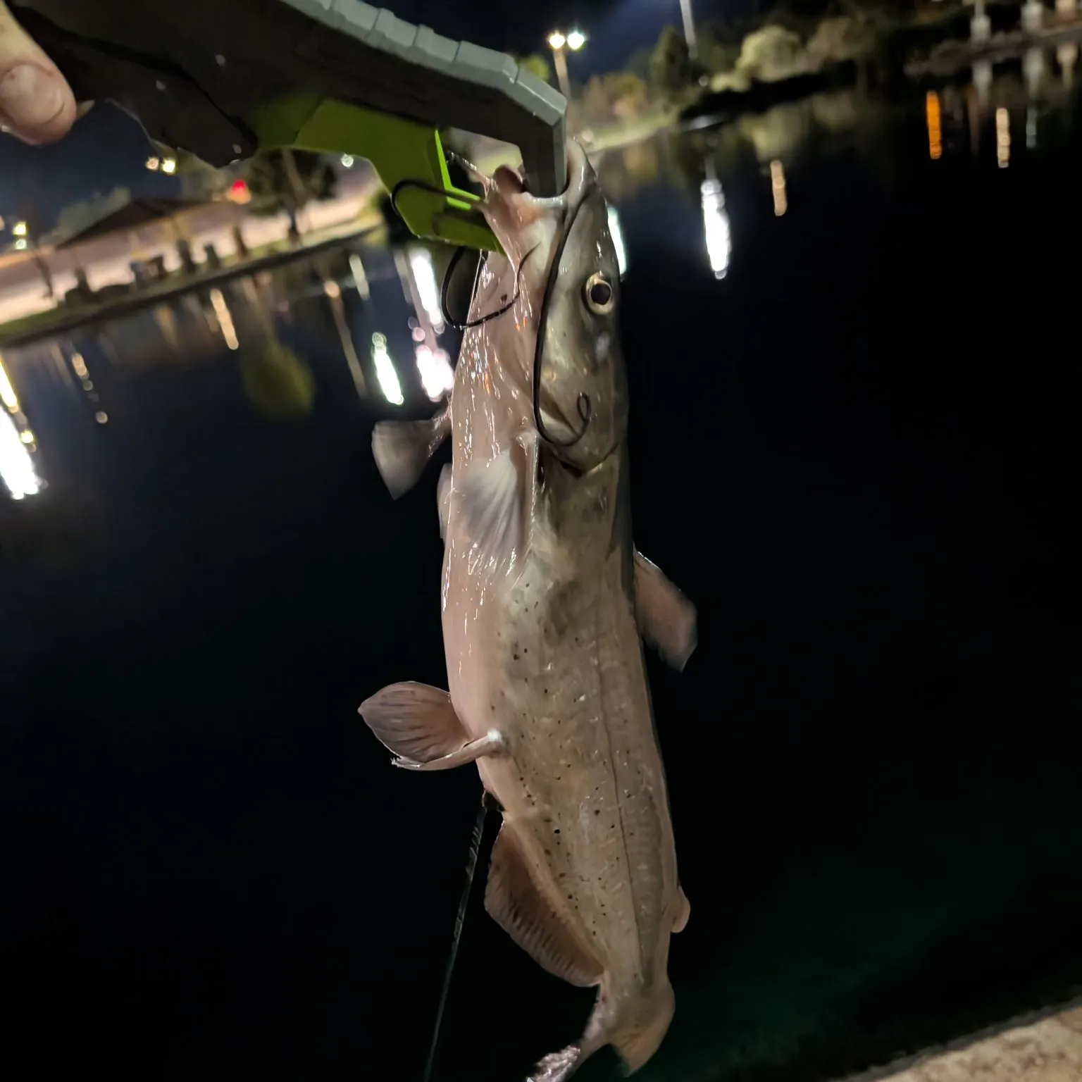Channel catfish caught on Fishbrain