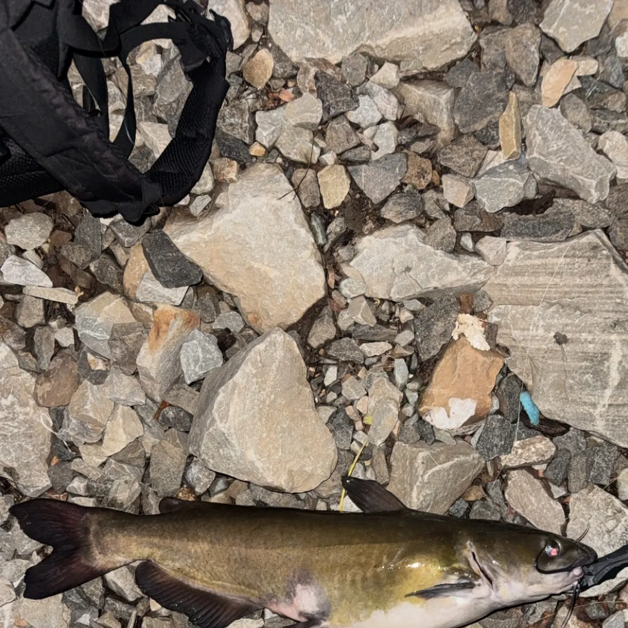 Channel catfish caught on Fishbrain