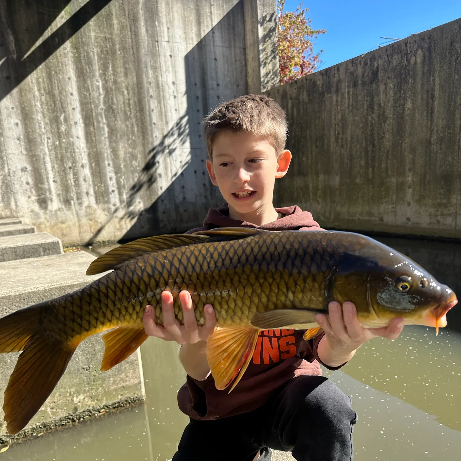 Common carp caught on Fishbrain