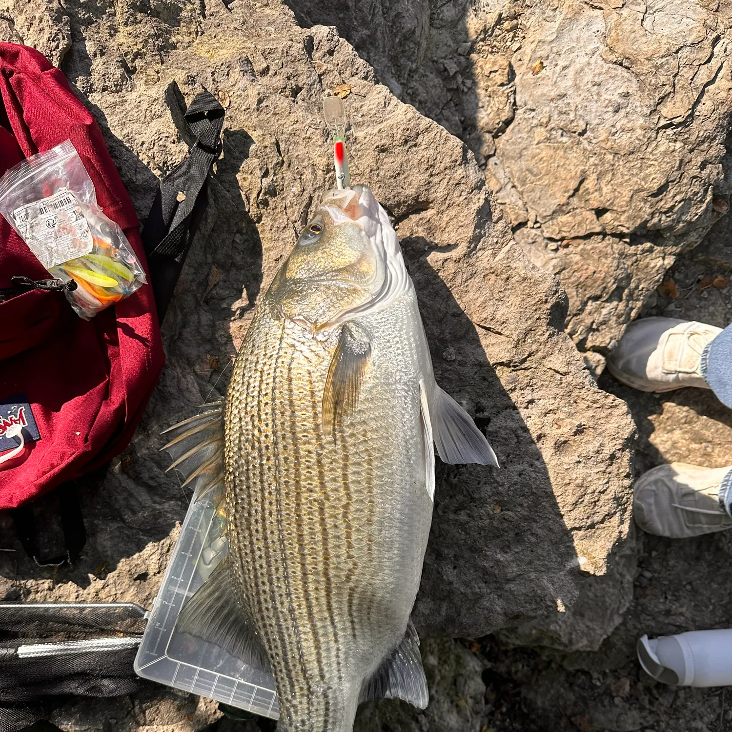 Wiper caught on Fishbrain