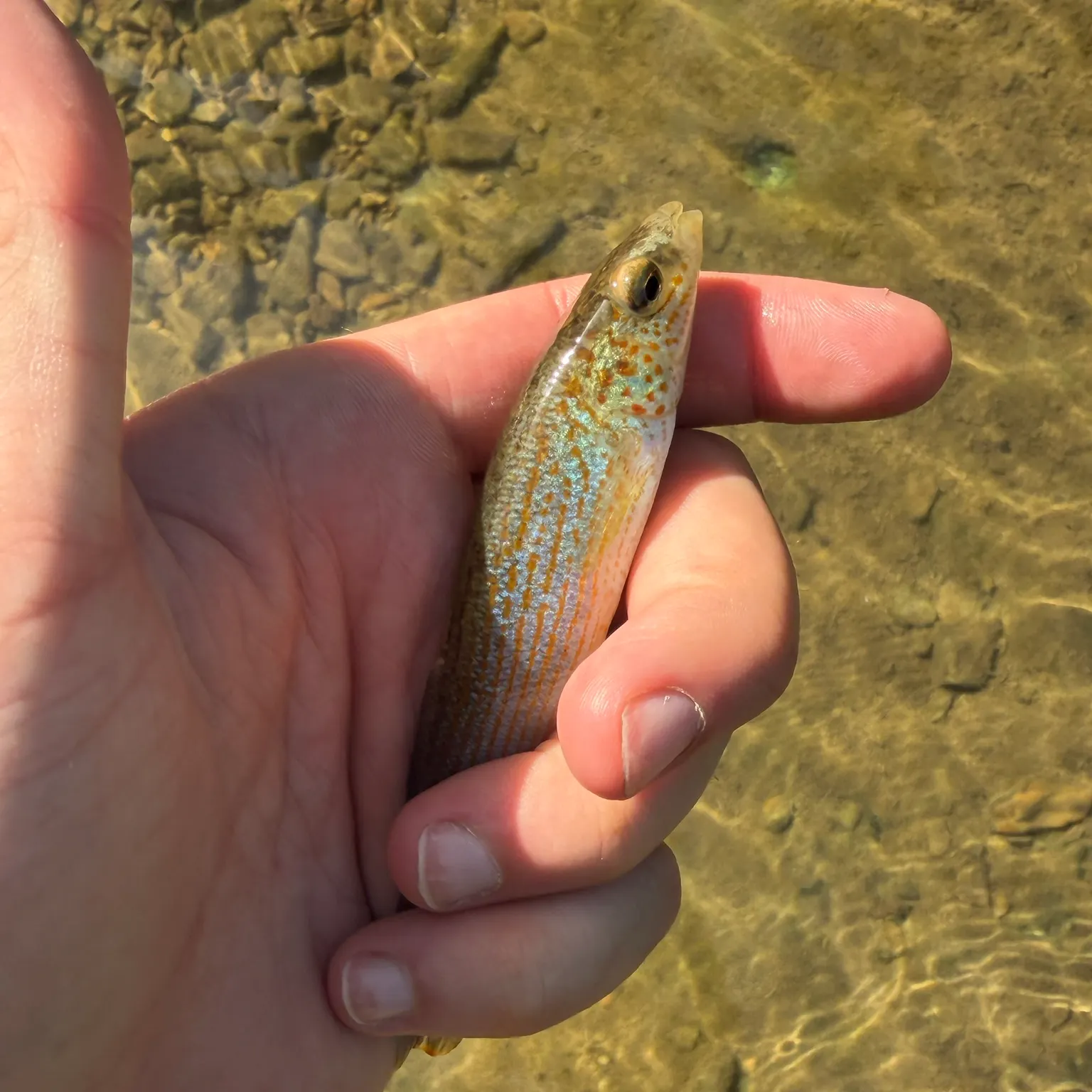The most recent Northern studfish catches on Fishbrain