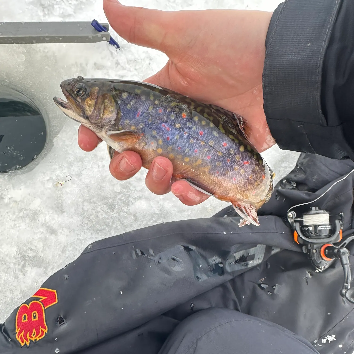 The most recent Brook trout catches on Fishbrain