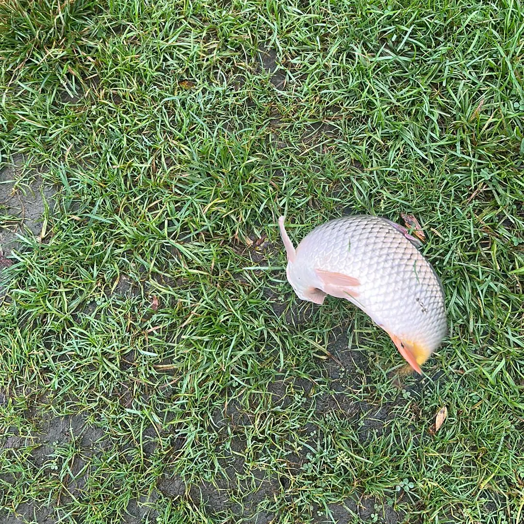 Common carp caught on Fishbrain
