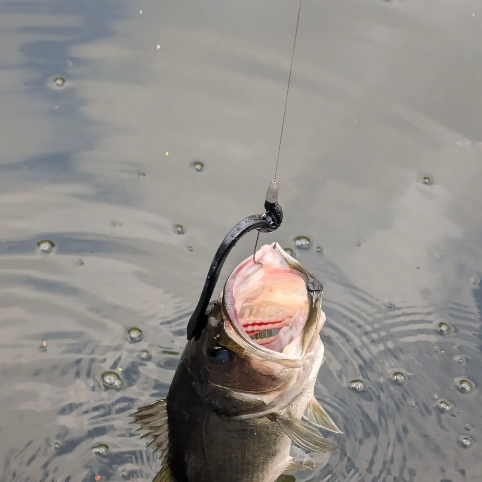 The most recent Flat needlefish catches on Fishbrain