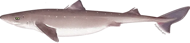 Pacific spiny dogfish