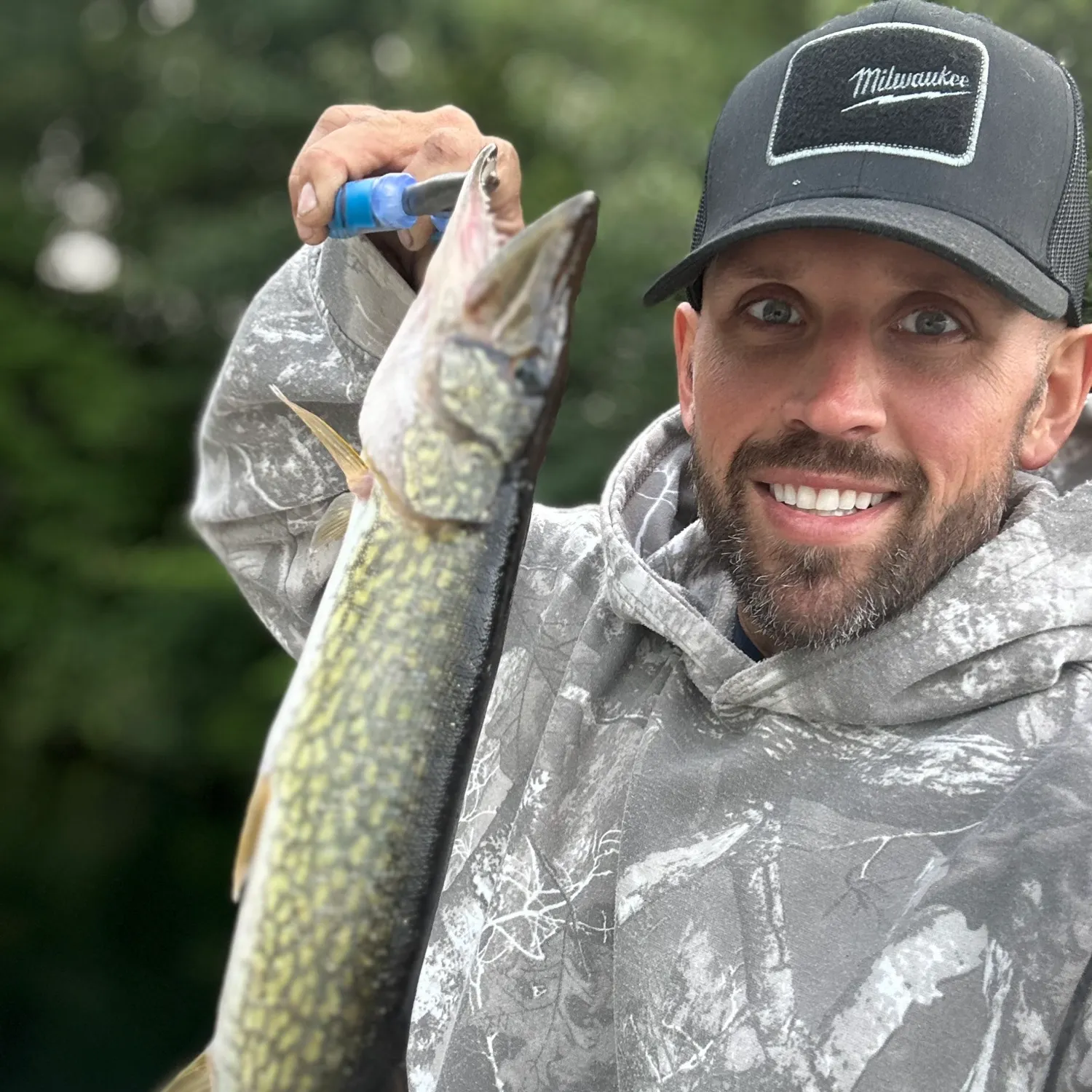 Chain pickerel caught on Fishbrain