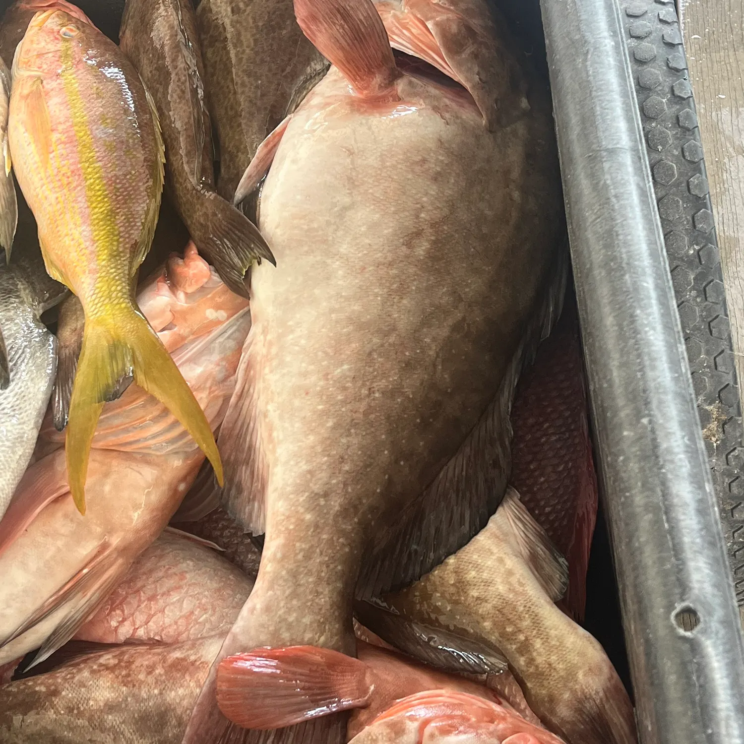 Red grouper caught on Fishbrain