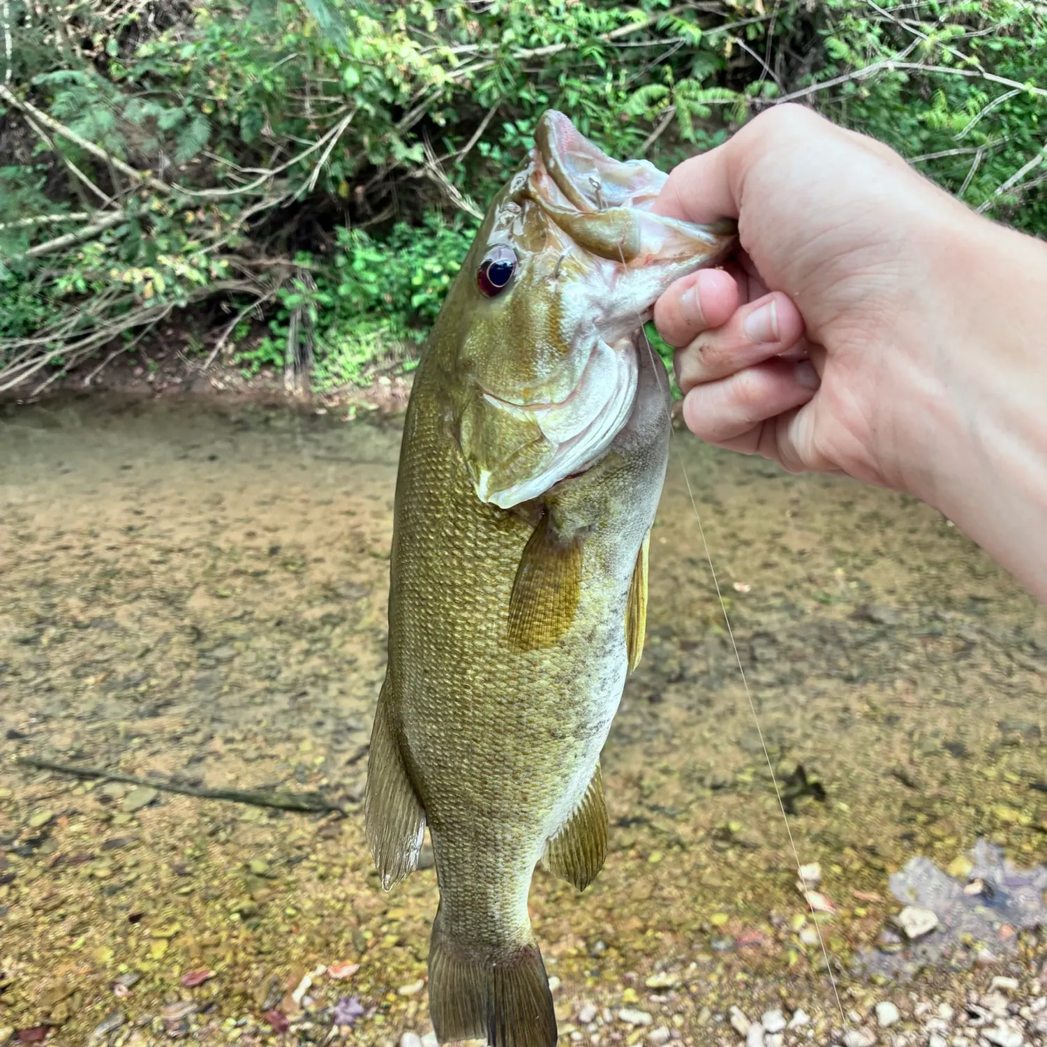 Smallmouth bass caught on Fishbrain