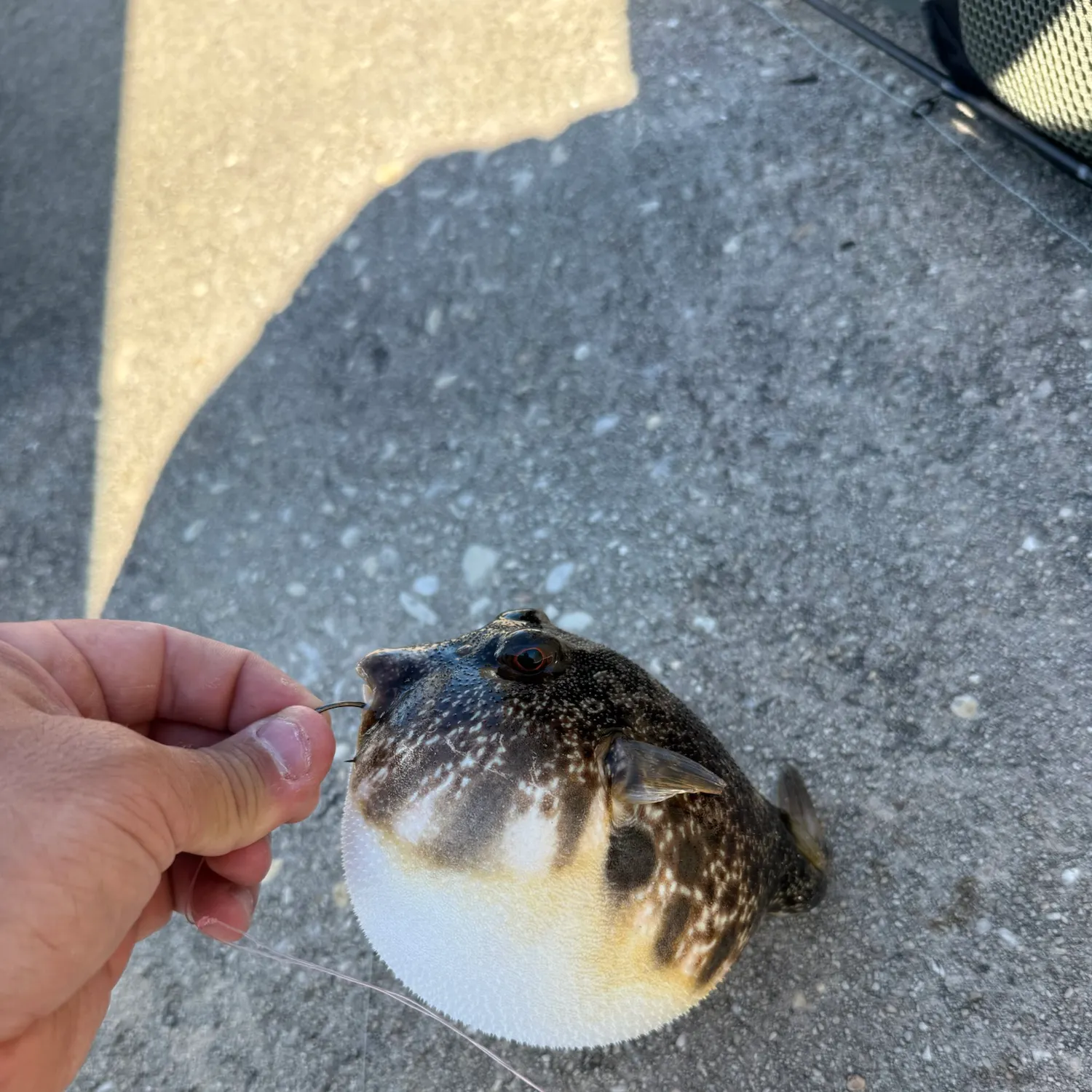 The most recent Southern puffer catches on Fishbrain