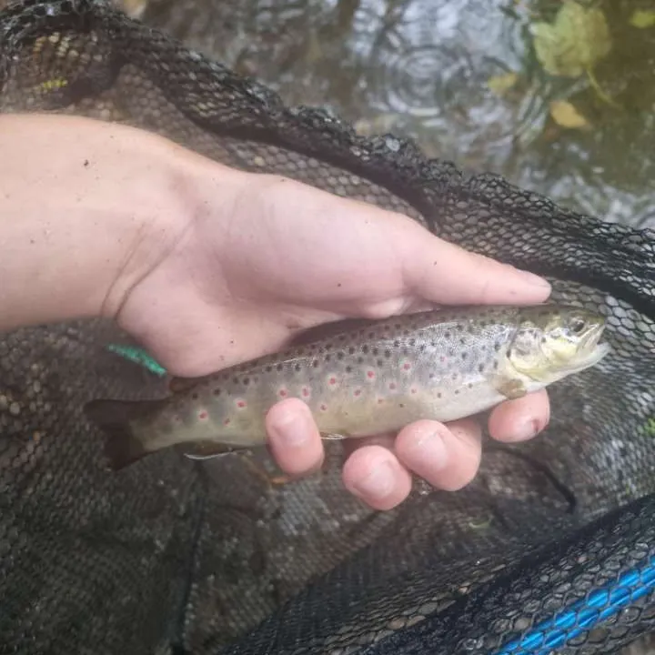Brown trout caught on Fishbrain