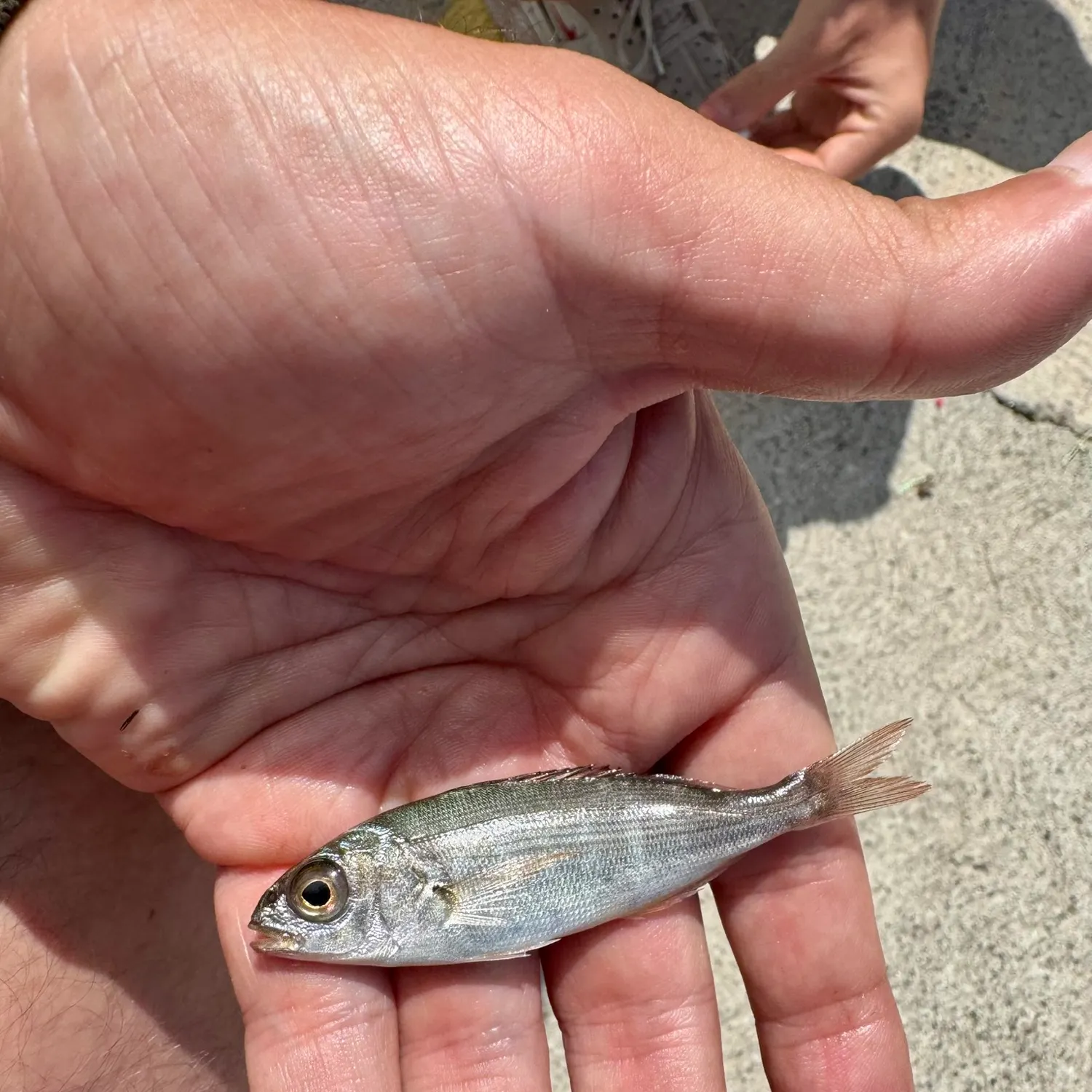 The most recent Axillary seabream catches on Fishbrain