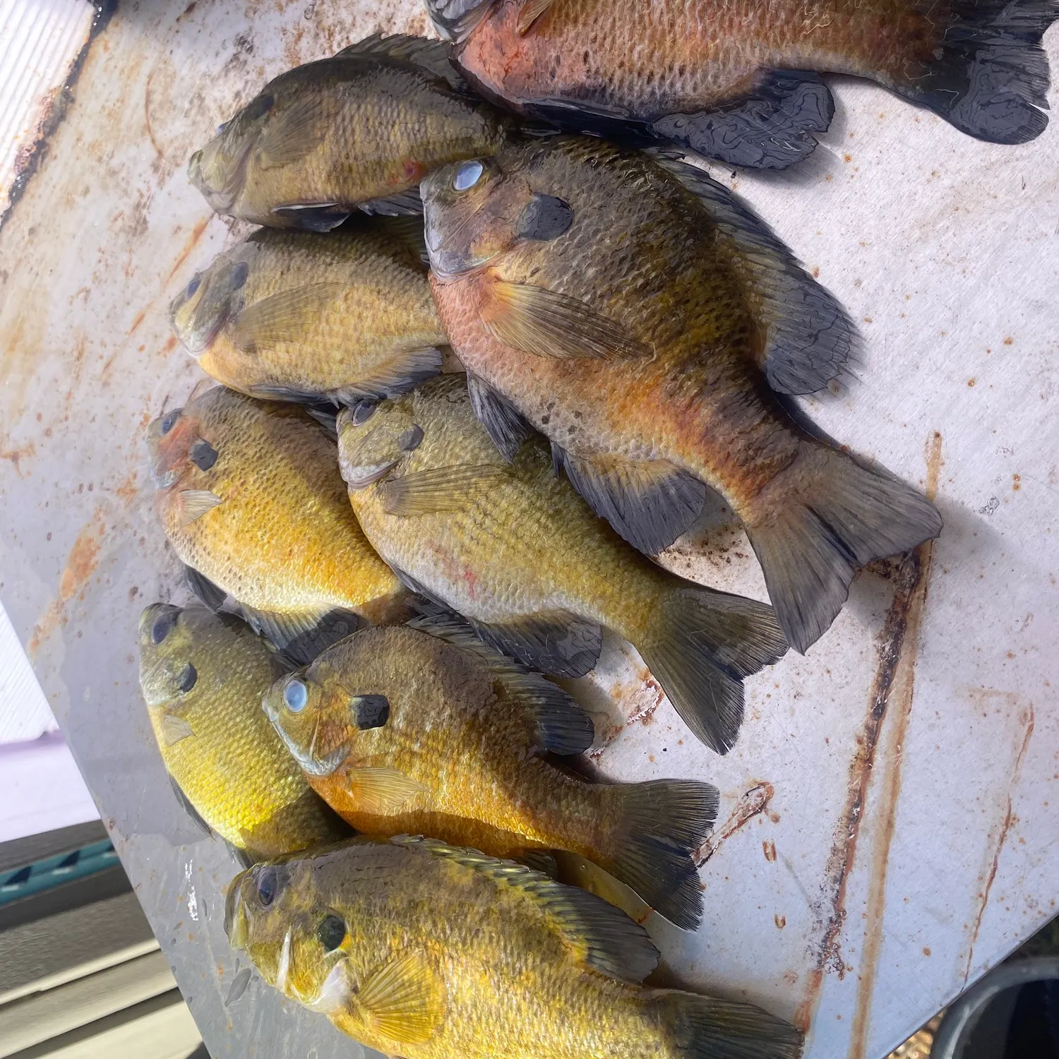recently logged catches