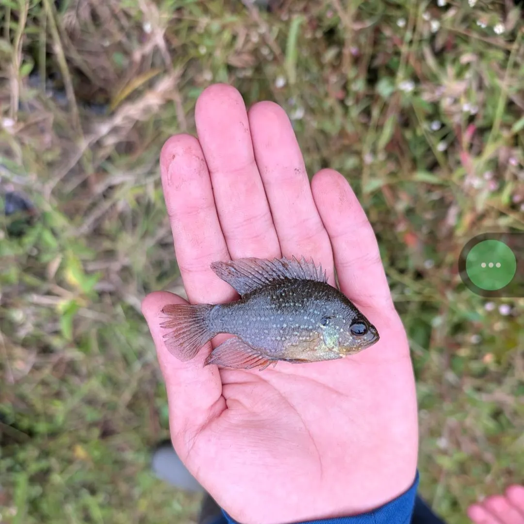 Fish caught on Fishbrain