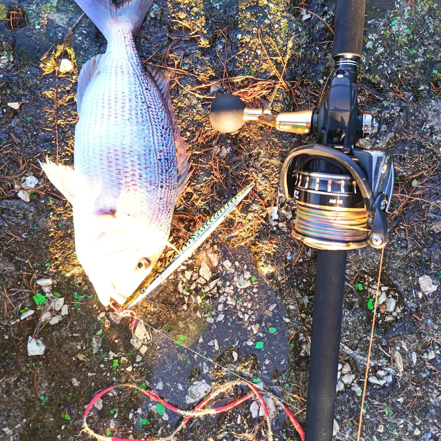 The most recent Common dentex catches on Fishbrain