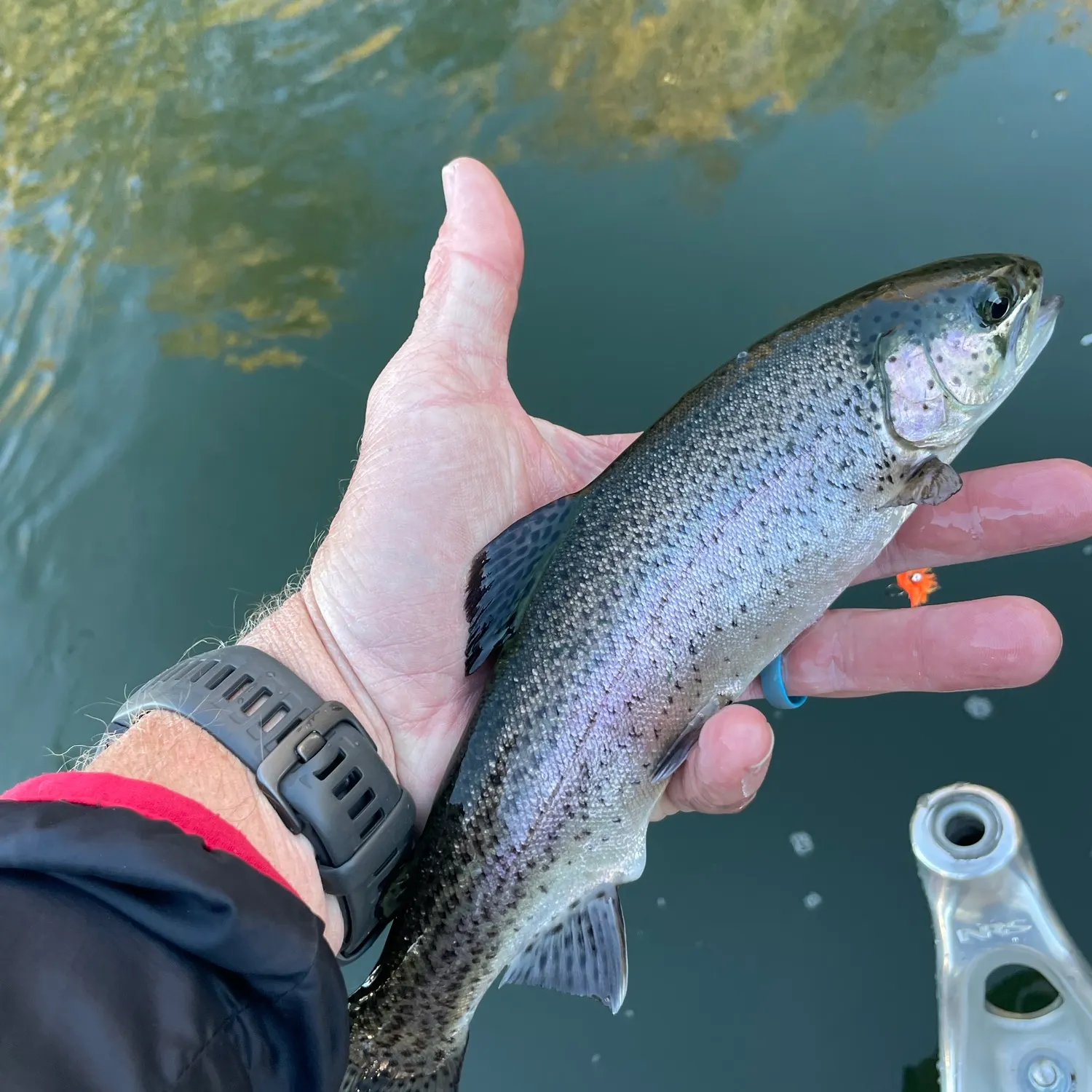 Rainbow trout caught on Fishbrain