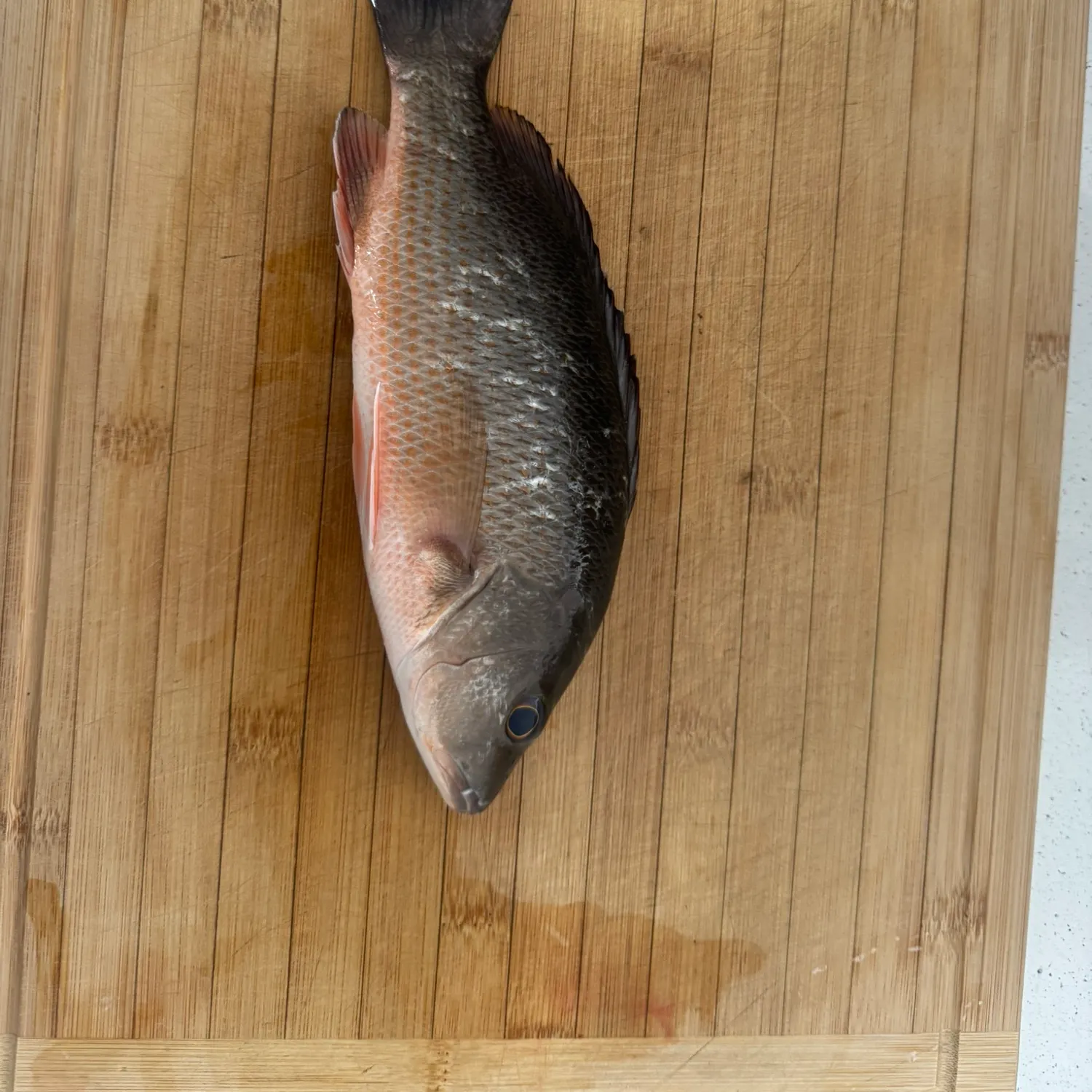 Mangrove snapper caught on Fishbrain