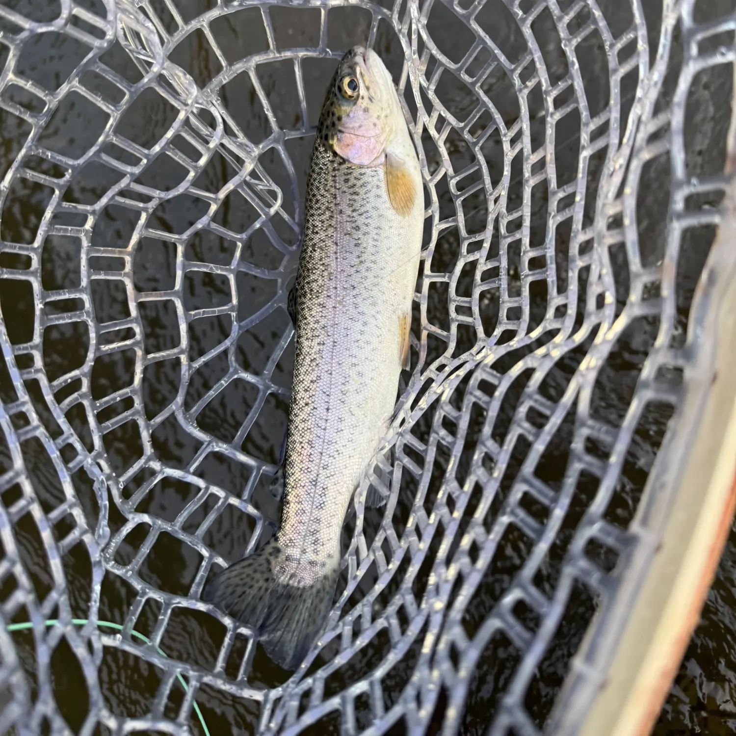 Rainbow trout caught on Fishbrain
