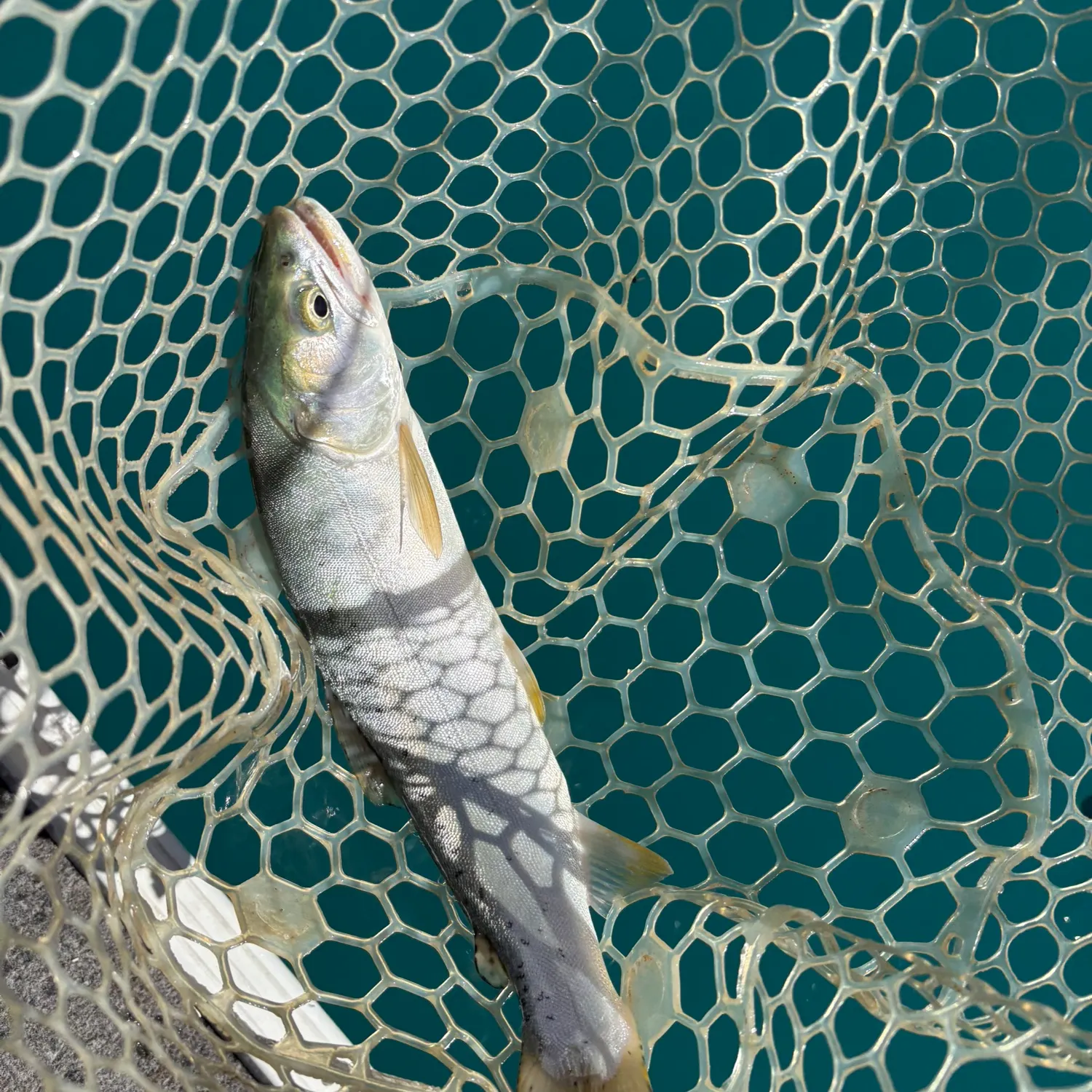 The most recent Bear Lake cutthroat trout catches on Fishbrain