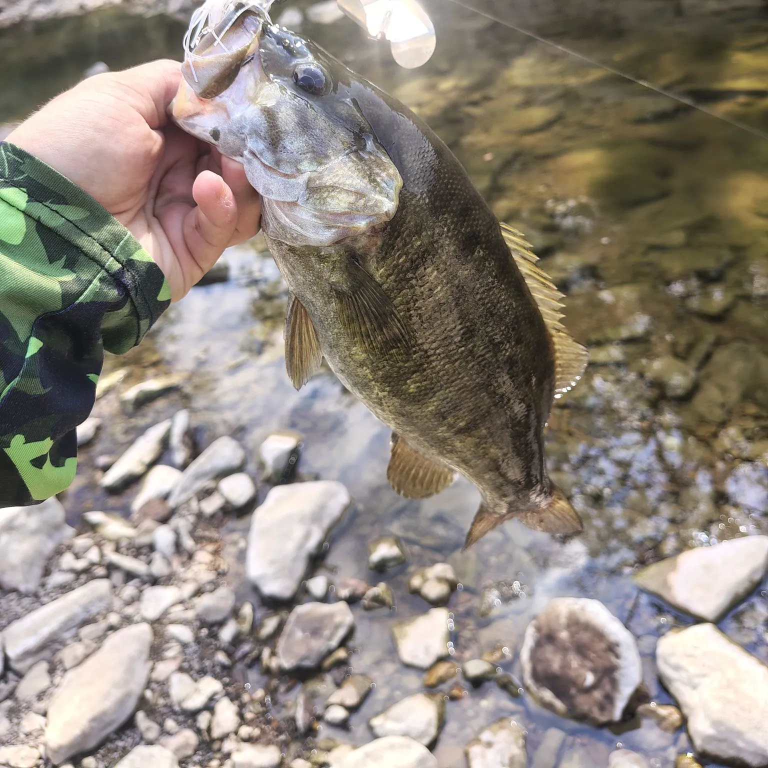Smallmouth bass caught on Fishbrain