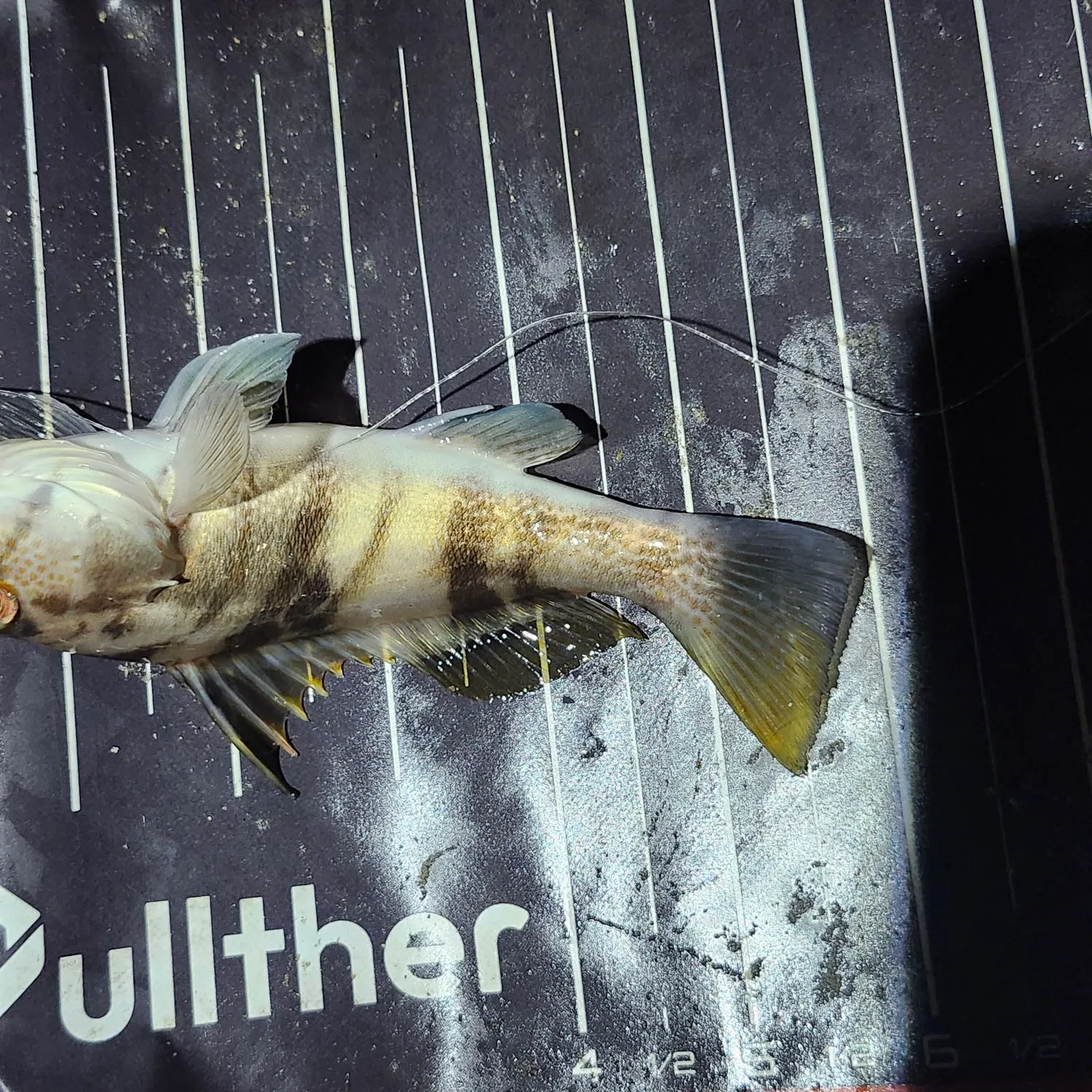 Barred sand bass caught on Fishbrain