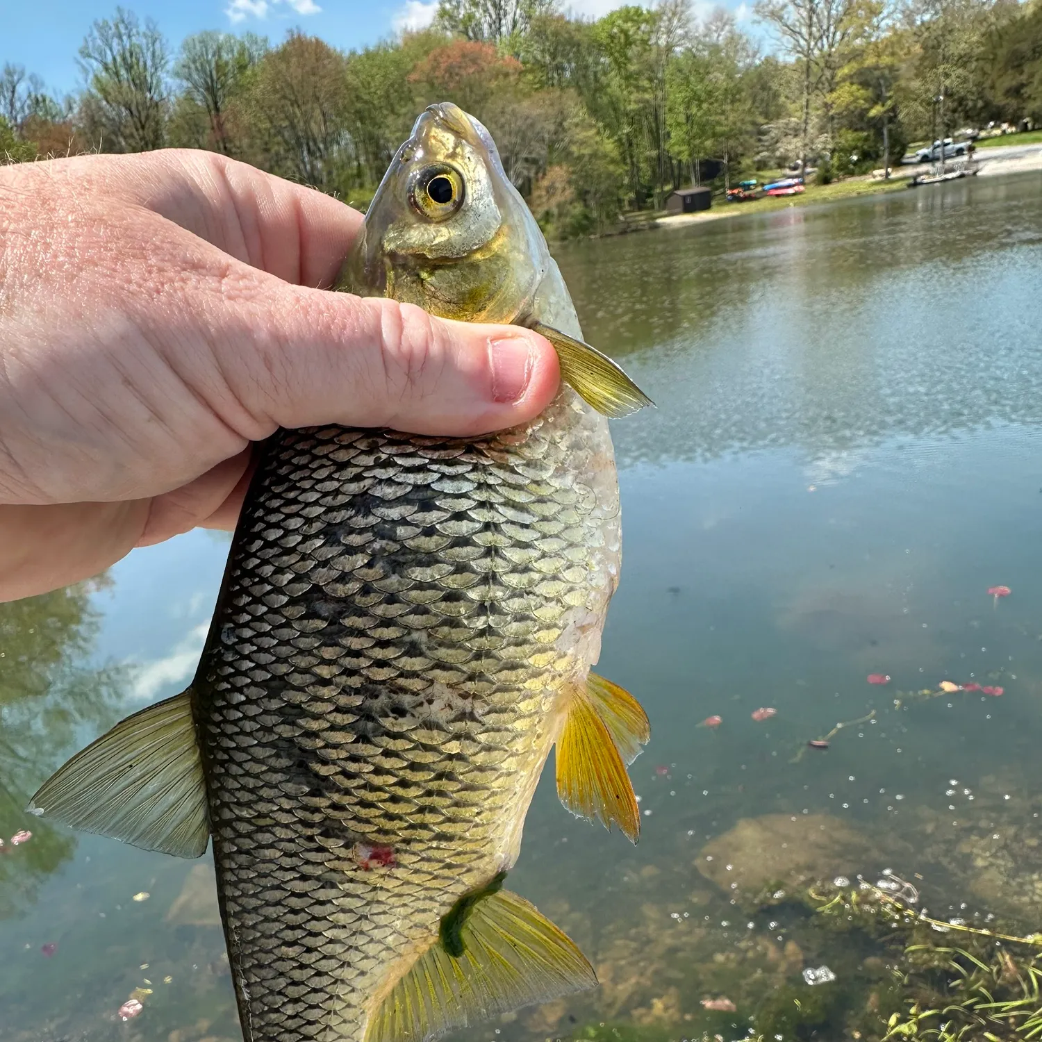 The most recent Golden shiner catches on Fishbrain