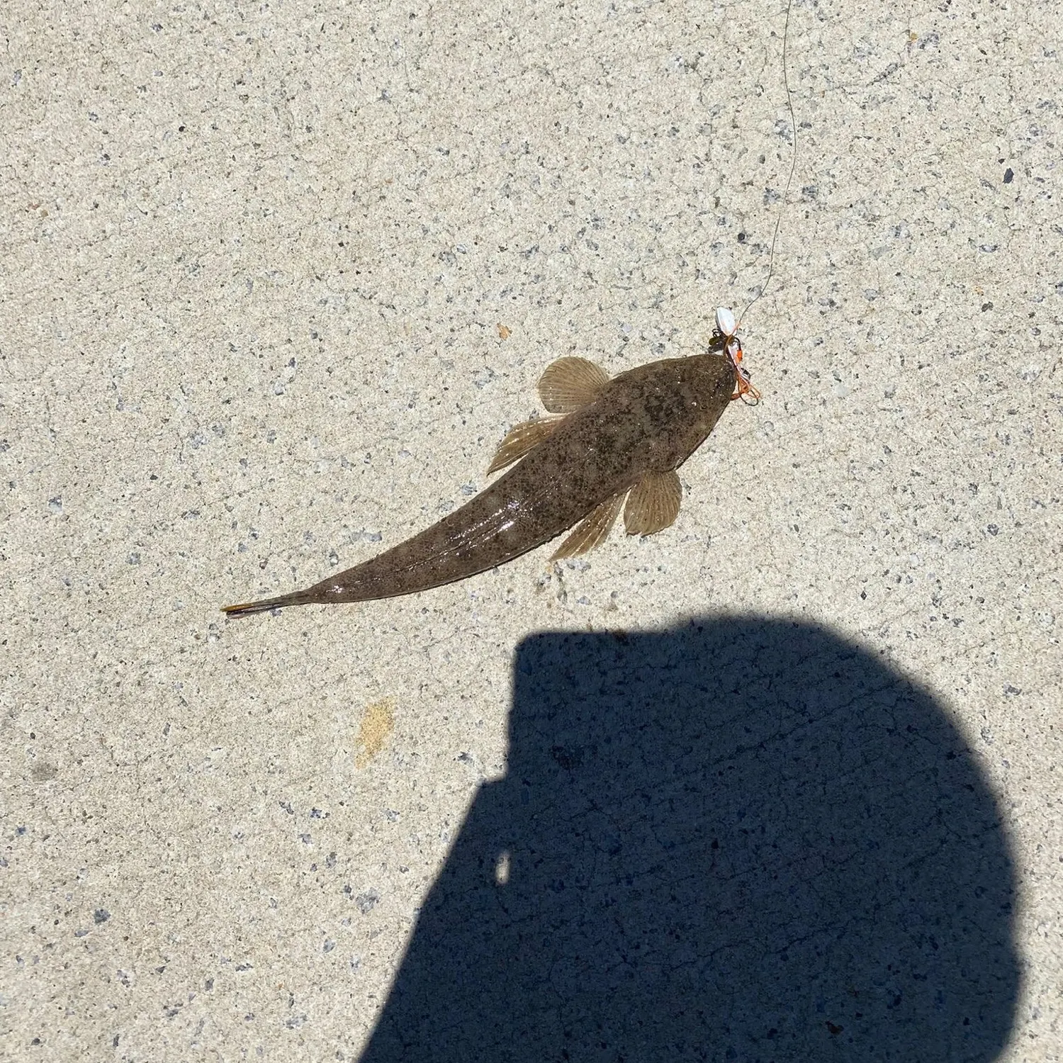 The most recent Bartail flathead catches on Fishbrain
