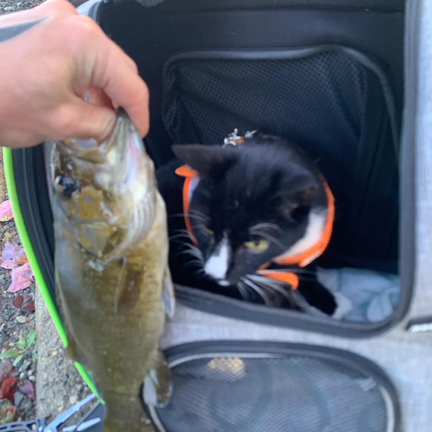 Smallmouth bass caught on Fishbrain