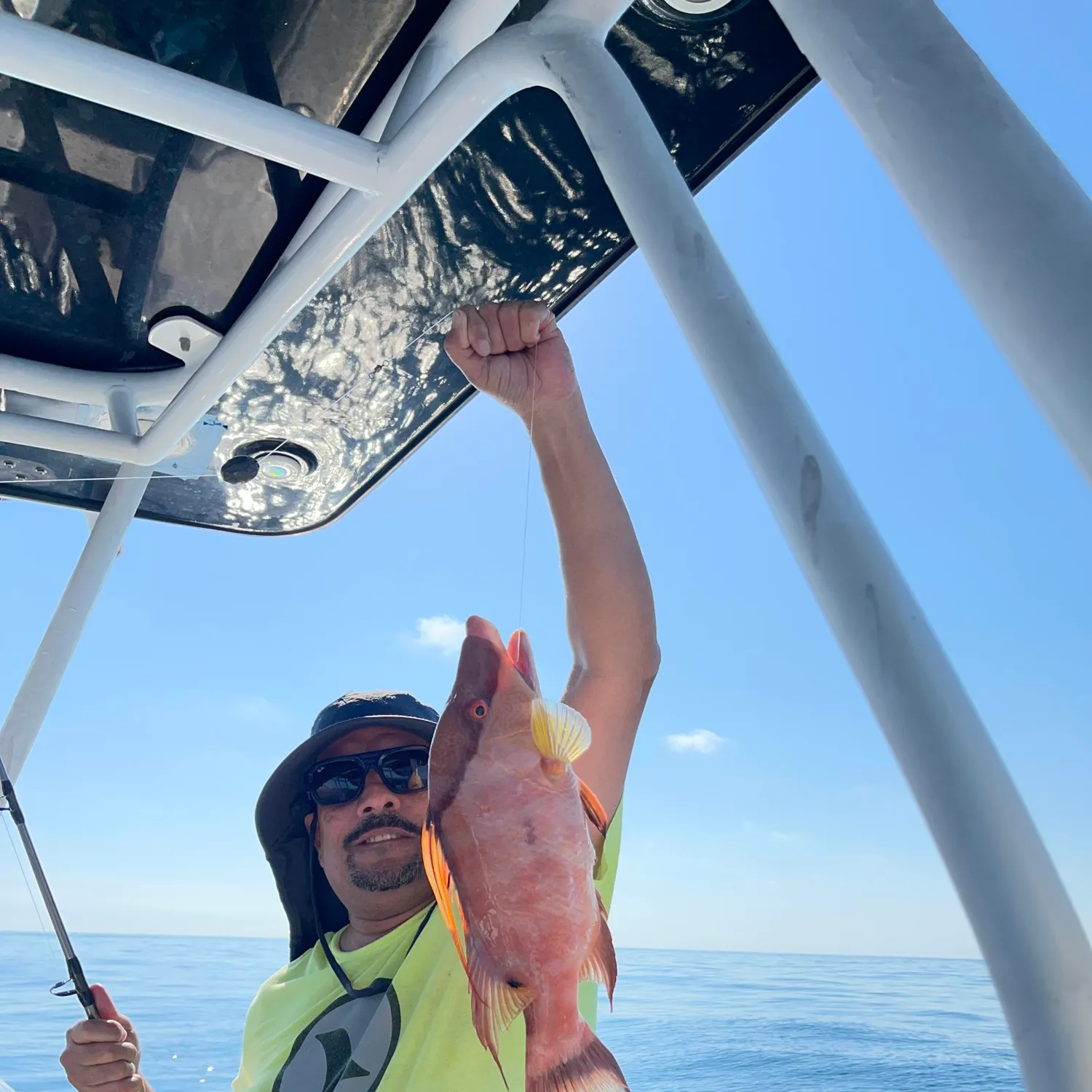 The most recent Hogfish catches on Fishbrain