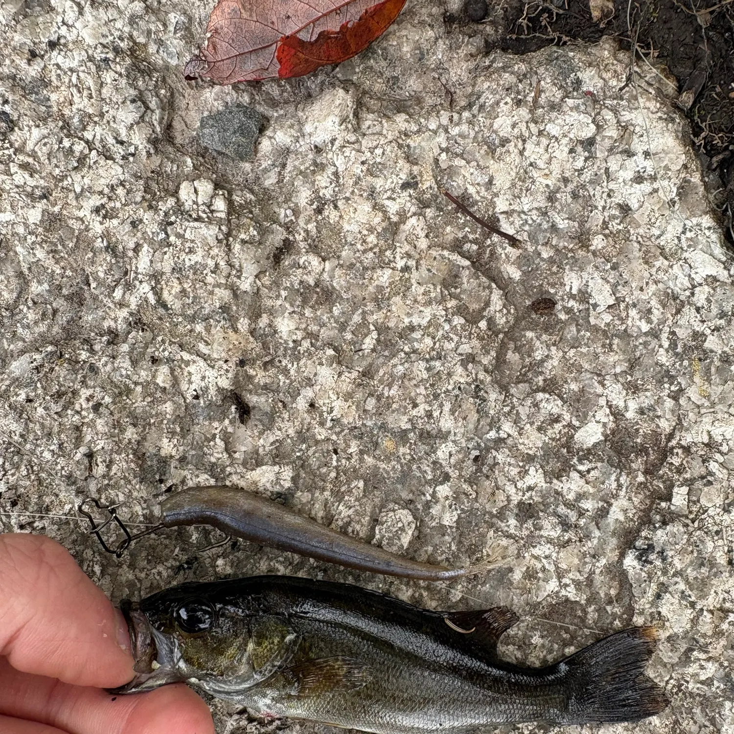 Smallmouth bass caught on Fishbrain
