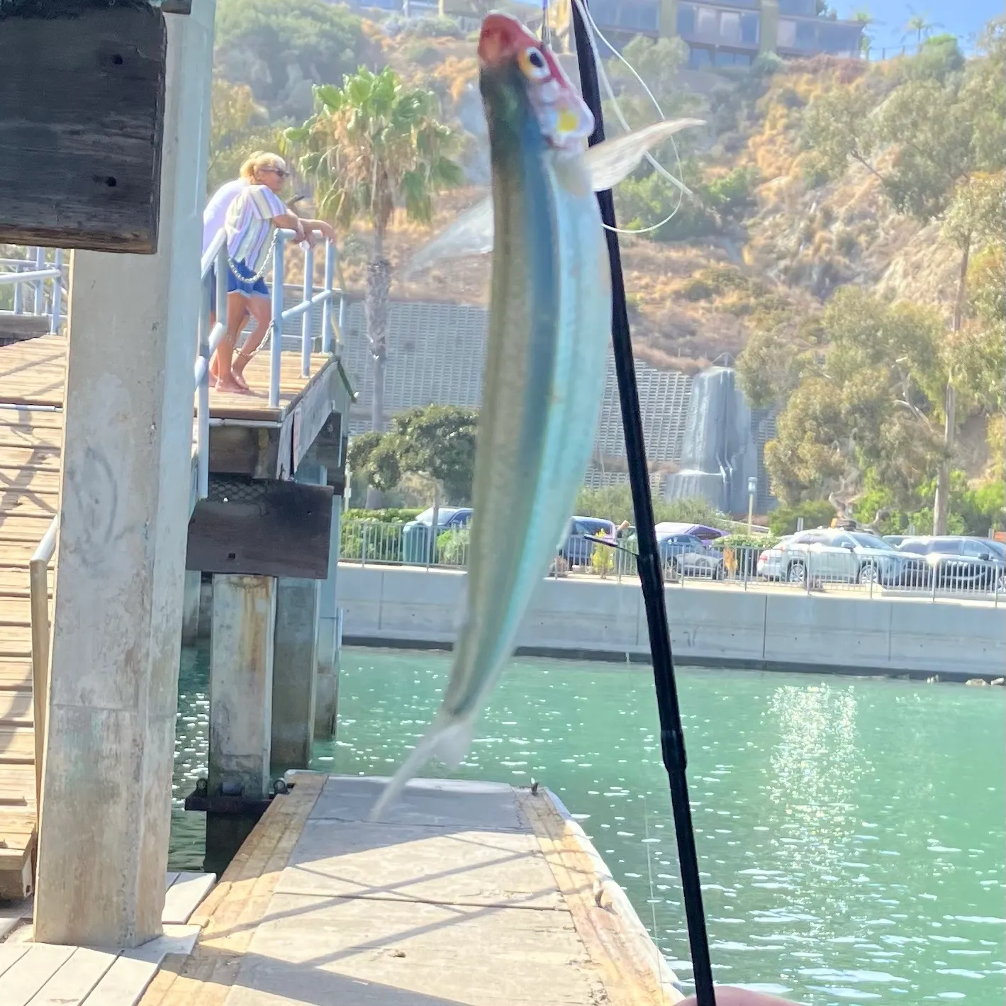 The most recent Jack silverside catches on Fishbrain