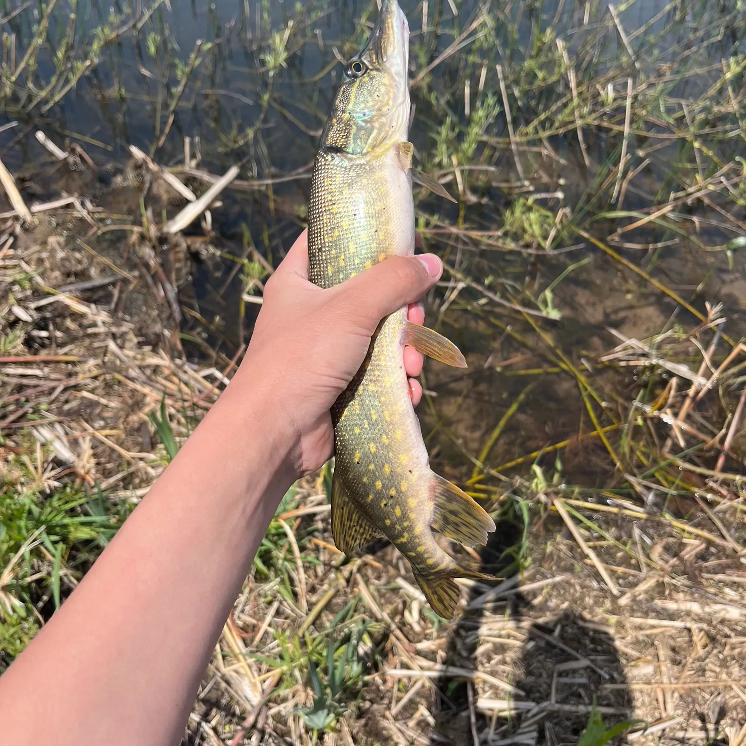 Northern pike caught on Fishbrain