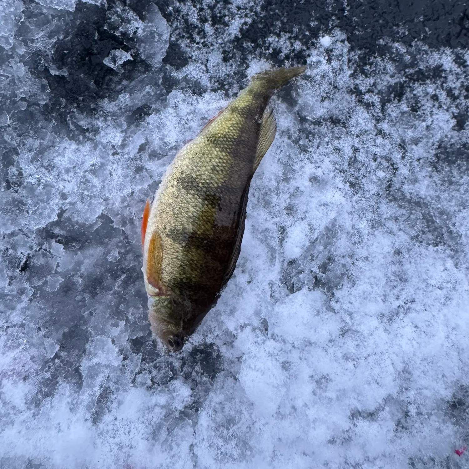 The most recent Yellow perch catches on Fishbrain