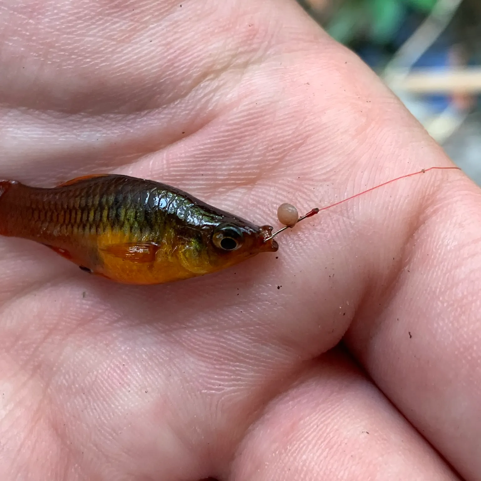 The most recent Variable platyfish catches on Fishbrain